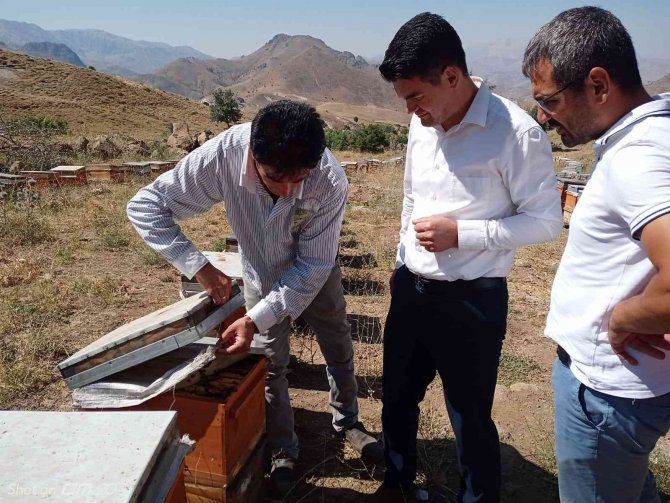 Remik Yaylası Balının Sağımı Başladı
