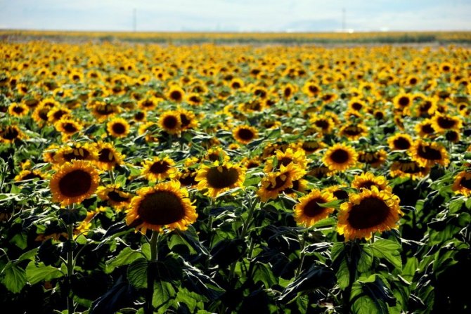 Ucu Bucağı Görünmeyen Ayçiçeği Tarlaları, Kartpostallık Görüntüler Ortaya Çıkartıyor