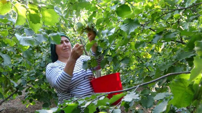 Burası Ordu Değil Adana: Fındık Hasadı Başladı