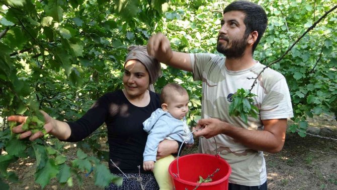 Burası Ordu Değil Adana: Fındık Hasadı Başladı