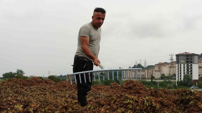 Ordulu Üreticilerin ‘Fındık Kurutma’ Mesaisi
