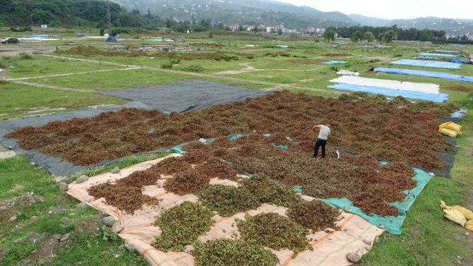 Ordulu Üreticilerin ‘Fındık Kurutma’ Mesaisi