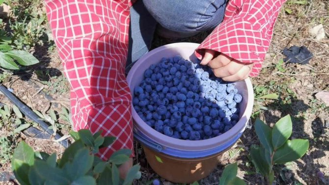 Bursa’dan Hong Kong’a Yaban Mersini İhracatı