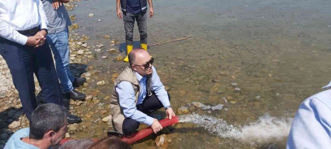 Göl Ve Göletlere 2,5 Milyon Sazan Bırakıldı