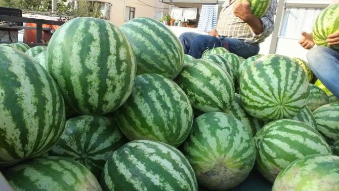 Burhaniye’ De Karpuz Çiftçinin Yüzünü Güldürdü