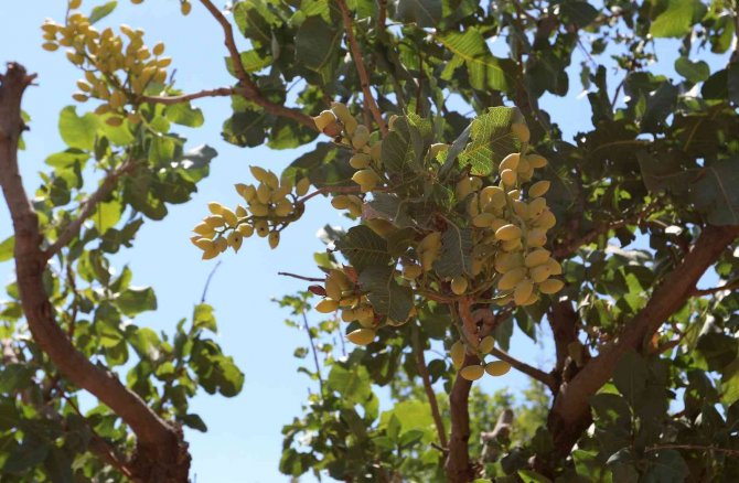 Bıttım Ağaçlarına Aşılanan Fıstık Mahallenin Geçim Kaynağı Oluyor