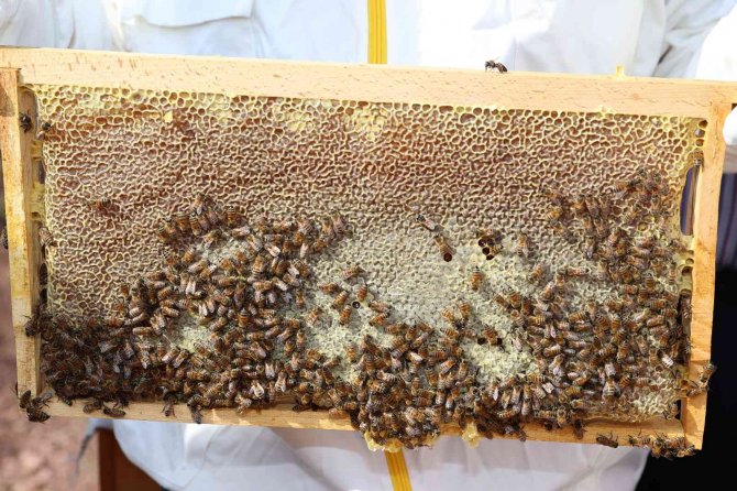 Sivas Bal Üretiminde Zirvede