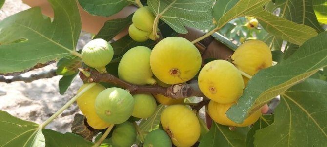 İ̇ncir Ağaçlarında Kalsiyumlu Yaprak Gübresi İle Başarıya Ulaşıldı