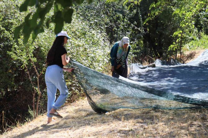 Gelin Kaynana Pekmez Üretip Satıyor
