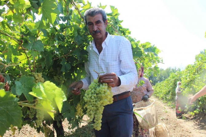 Üzüm Üreticisi Fiyat Konusunda Cumhurbaşkanı Erdoğan’a Güveniyor