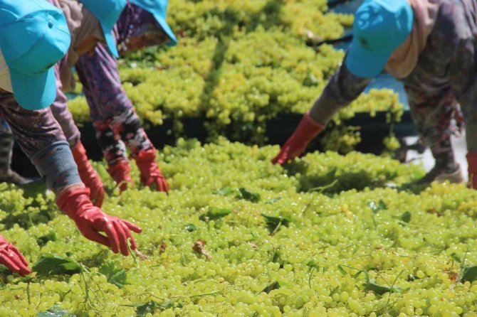 Üzüm Üreticisi Fiyat Konusunda Cumhurbaşkanı Erdoğan’a Güveniyor
