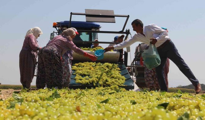 Üzüm Üreticisi Fiyat Konusunda Cumhurbaşkanı Erdoğan’a Güveniyor