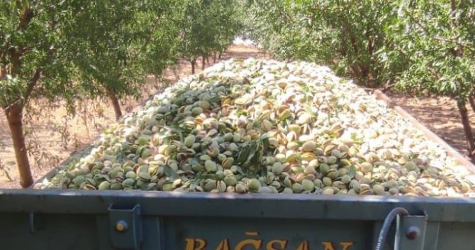 Sarıgöl’de Badem Hasadı Başladı