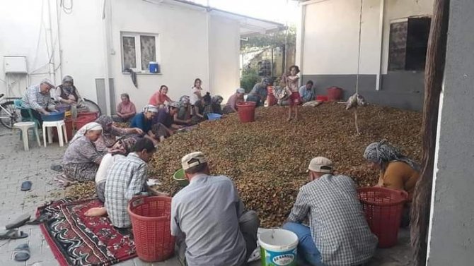 Sarıgöl’de Badem Hasadı Başladı