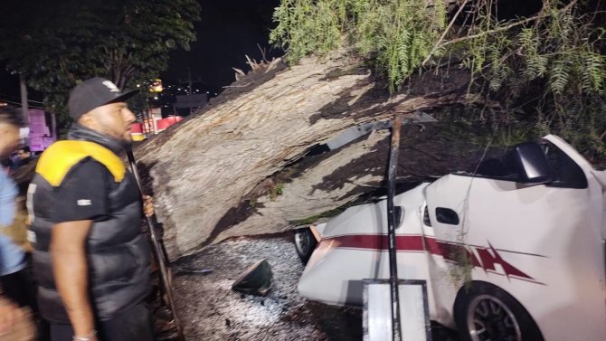 Meksika’da Minibüsün Üzerine 30 Tonluk Ağaç Devrildi: 1 Ölü, 1yaralı