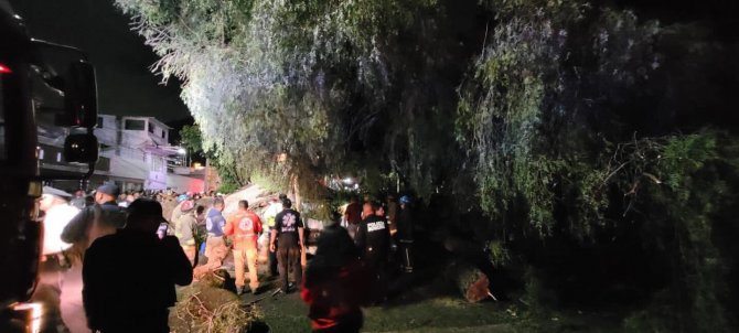 Meksika’da Minibüsün Üzerine 30 Tonluk Ağaç Devrildi: 1 Ölü, 1yaralı