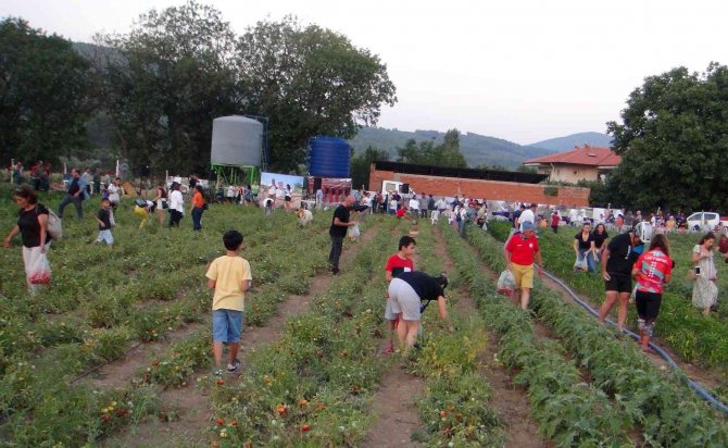 Ata Tohumu Ürünlerin Hasat Şenliği Yapıldı
