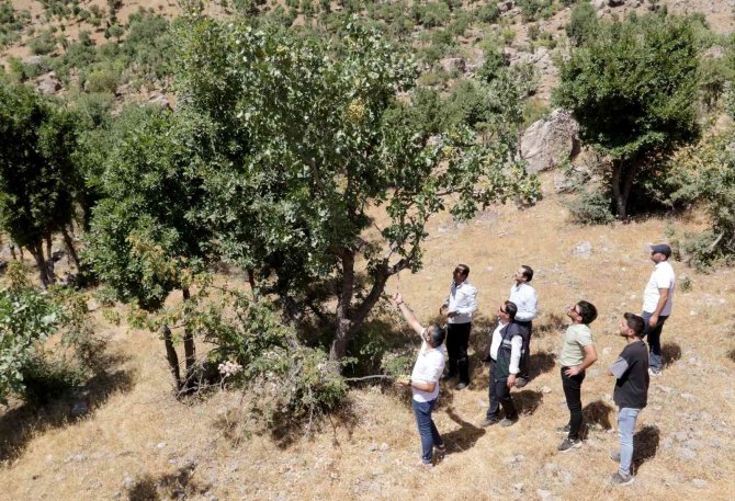 Bıttım Ağaçlarına Aşılanan Fıstık Mahallenin Geçim Kaynağı Oluyor