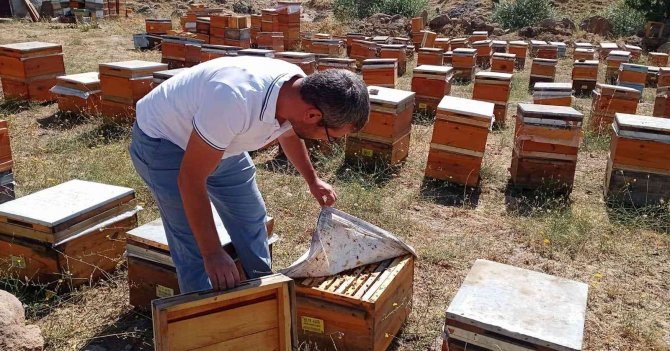 Remik Yaylası Balının Sağımı Başladı