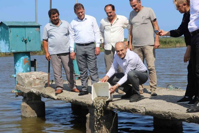 Baraj Göllerine 2,5 Milyon Sazan Yavrusu
