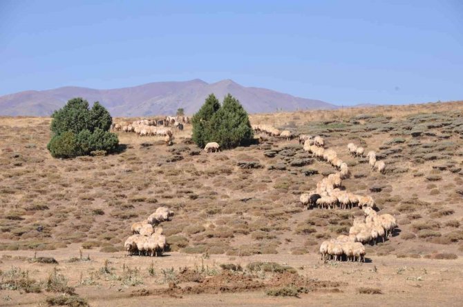 Huzur Kenti Tunceli’de Yaylacılar Güven İçerisinde Dağlara Çıkıp Hayvancılık Yapıyor