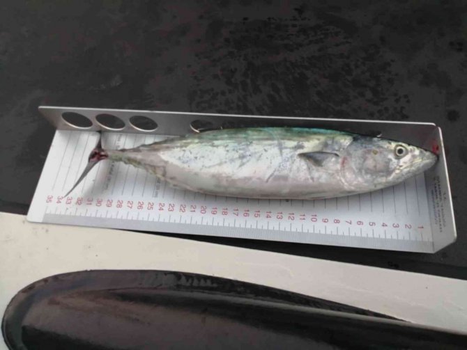 Palamut Ve Su Ürünleri Denetimi Yeni Dönem Öncesi Sıklaştırıldı