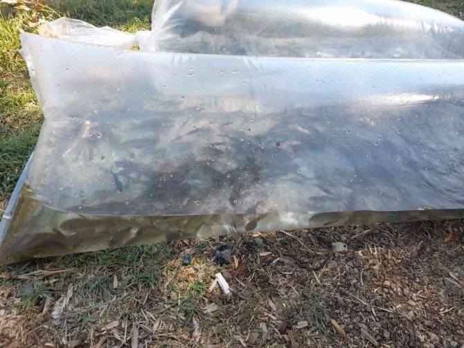 Göl Ve Göletlere 2,5 Milyon Sazan Bırakıldı