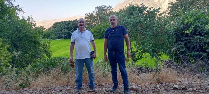 Siirt’te Bitkisel Üretim Projeleri Yerinde İncelendi