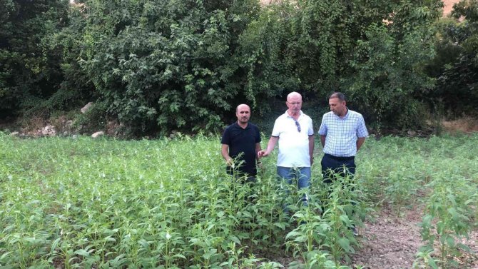 Siirt’te Bitkisel Üretim Projeleri Yerinde İncelendi