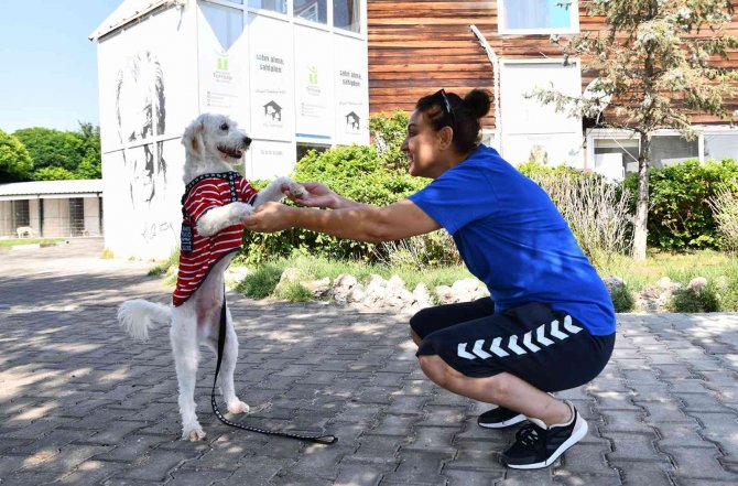 12 Bin 60 Can Sıcak Bir Yuvaya Kavuştu