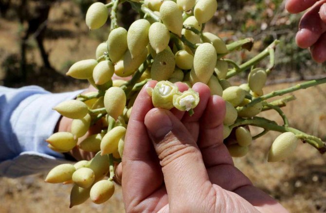 Bıttım Ağaçlarına Aşılanan Fıstık Mahallenin Geçim Kaynağı Oluyor