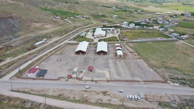 Van’da Şap Hastalığı: Canlı Hayvan Pazarı Kapatıldı