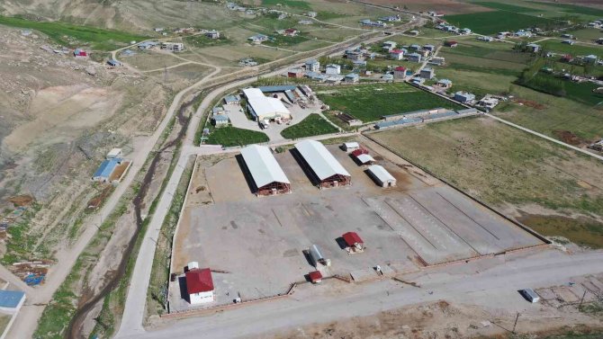 Van’da Şap Hastalığı: Canlı Hayvan Pazarı Kapatıldı