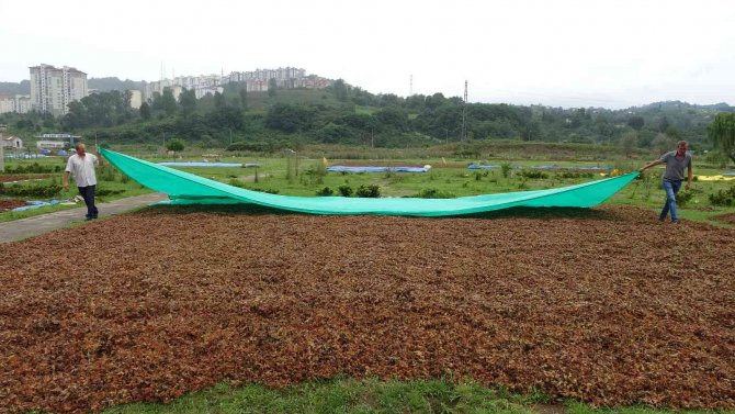 Ordulu Üreticilerin ‘Fındık Kurutma’ Mesaisi