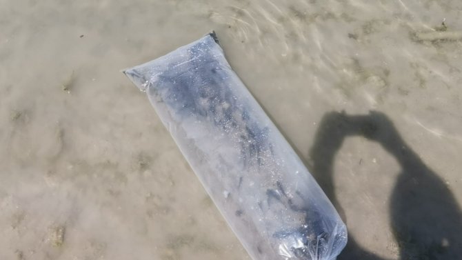 7 Bin Adet Yavru Sazan Suyla Buluştu