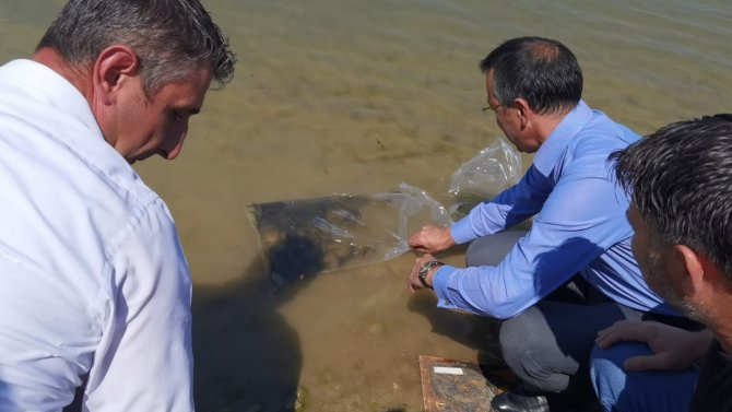 7 Bin Adet Yavru Sazan Suyla Buluştu