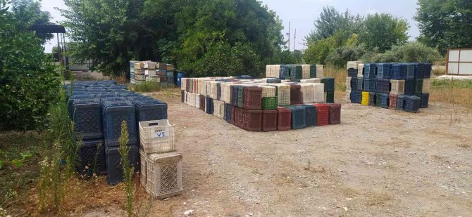 Hatay’da 963 Adet Narenciye Kasası Çalan Zanlı Yakalandı
