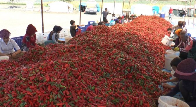 Ekmeklerini Acıdan Çıkartıyorlar