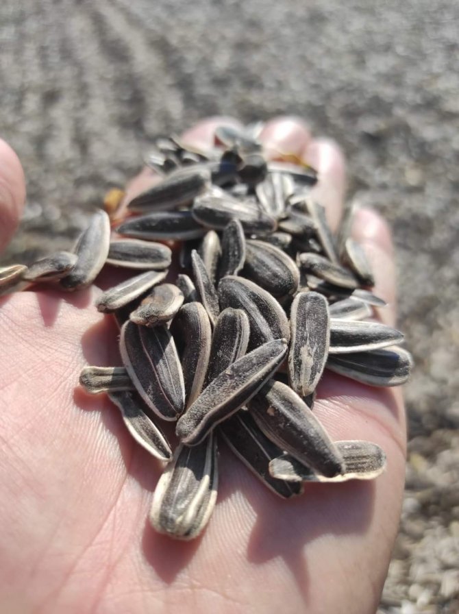 Dinar’da Çerezlik Ayçiçeği Hasadı Başladı