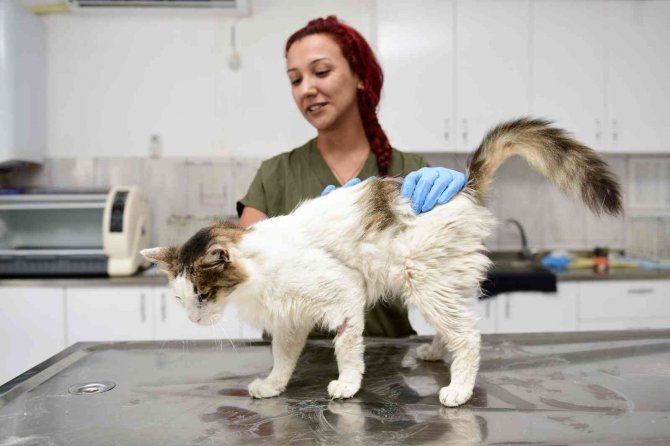 Zehirlenen Sokak Kedisi Hayata Tutundu