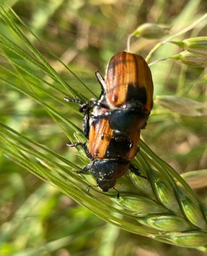 Ardahan’da Bambul Böcekleri Ürünlere Zarar Verdi
