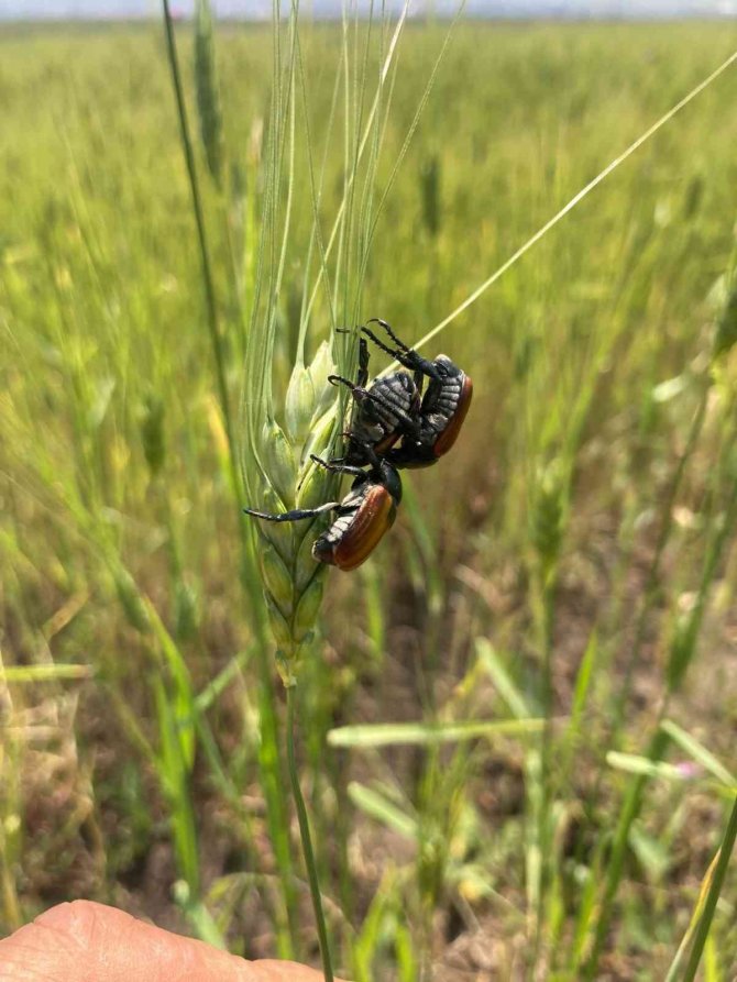 Ardahan’da Bambul Böcekleri Ürünlere Zarar Verdi