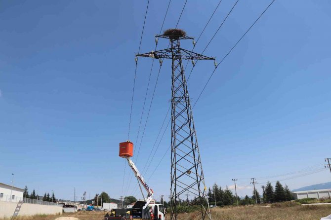 Yavru Leylek, Yuvasının Bulunduğu Elektrik Direğinde Telef Oldu