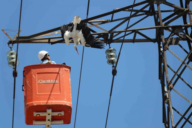 Yavru Leylek, Yuvasının Bulunduğu Elektrik Direğinde Telef Oldu
