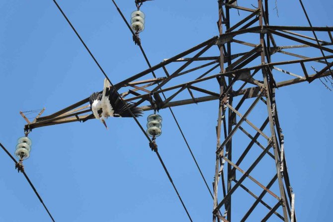 Yavru Leylek, Yuvasının Bulunduğu Elektrik Direğinde Telef Oldu