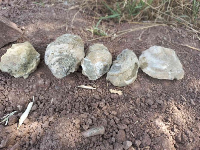 Bozkırın Ortasında Deniz Fosilleri Bulundu