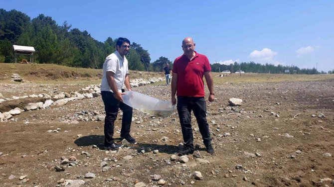 Bursa’da 10 Bin Yavru Sazan Balığı Suyla Buluştu