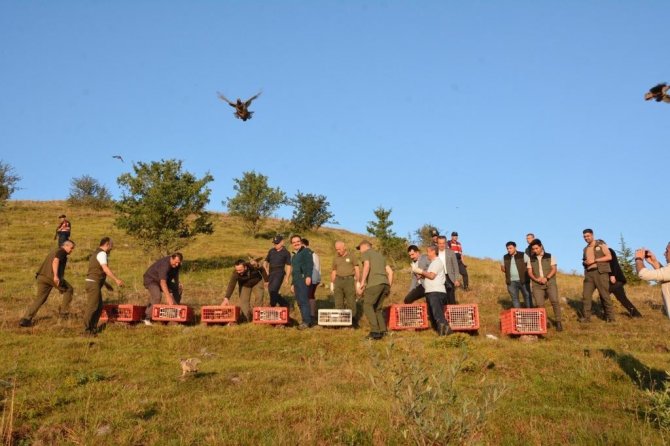Çankırı’da 500 Keklik Doğaya Salındı