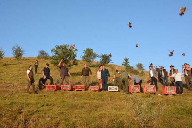 Çankırı’da 500 Keklik Doğaya Salındı
