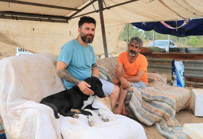 Almanya Bir Sokak Köpeği Kazandı